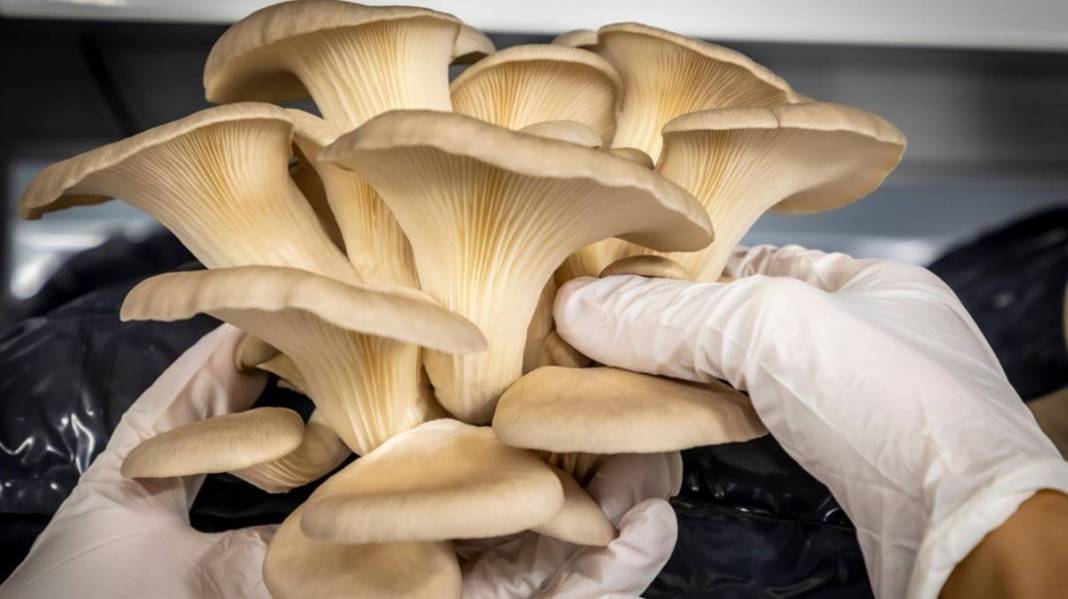 Köyünde sıfırdan sistem kurdu: Yılda 1 milyon 400 bin TL kazanıyor! Para oluk oluk akıyor, yatırım dediğin böyle olur 2